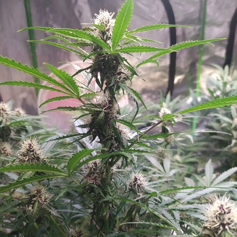 Purple Queen Auto #1 growlog timeline photo