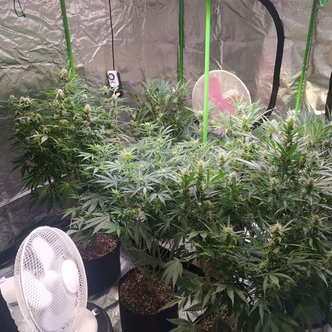 Purple Queen Auto #1 growlog timeline photo