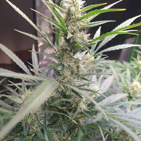 Purple Queen Auto #1 growlog timeline photo