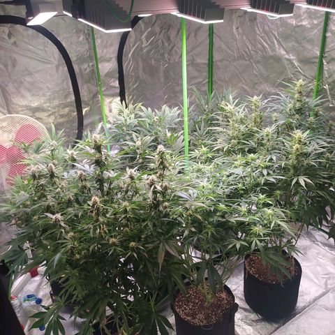 Purple Queen Auto #1 growlog timeline photo
