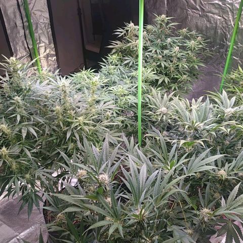 Purple Queen Auto #1 growlog timeline photo