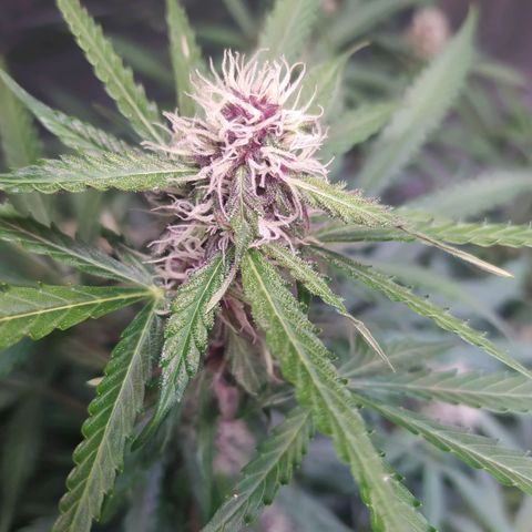 Purple Queen Auto #1 growlog timeline photo