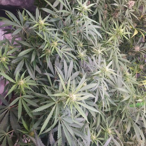 Purple Queen Auto #1 growlog timeline photo