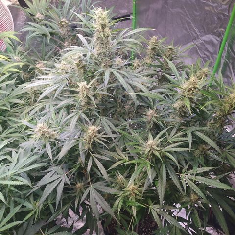 Purple Queen Auto #1 growlog timeline photo