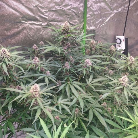 Purple Queen Auto #1 growlog timeline photo