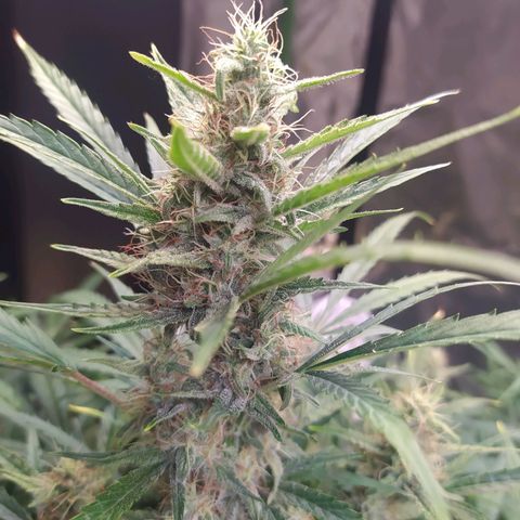 Purple Queen Auto #1 growlog timeline photo