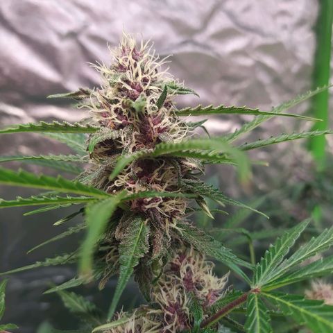 Purple Queen Auto #1 growlog timeline photo