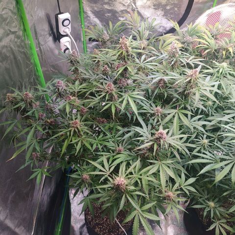 Purple Queen Auto #1 growlog timeline photo