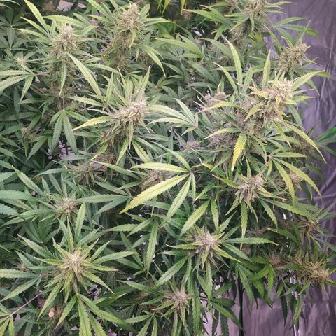 Purple Queen Auto #1 growlog timeline photo