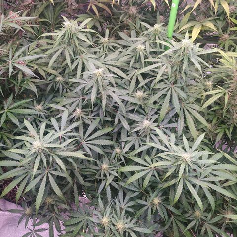 Purple Queen Auto #1 growlog timeline photo