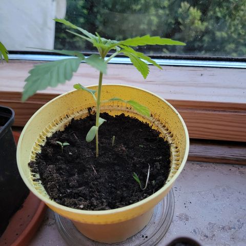 Power Flower growlog timeline photo