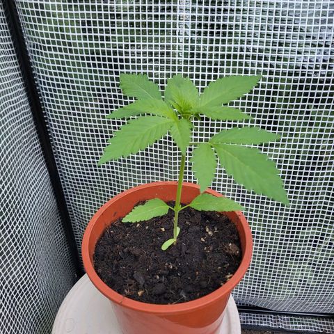Kalini Asia growlog timeline photo