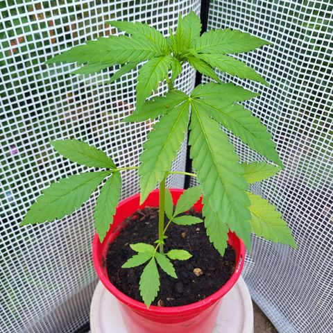 Power Flower growlog timeline photo