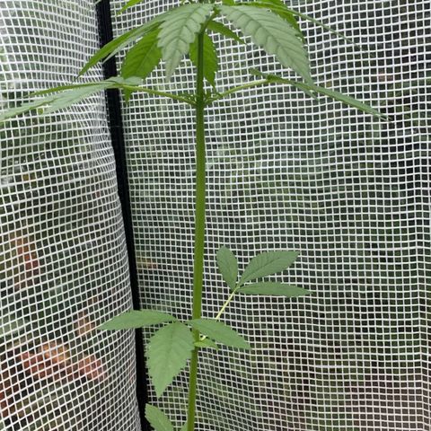 Power Flower growlog timeline photo