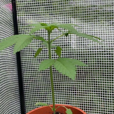 Kalini Asia growlog timeline photo