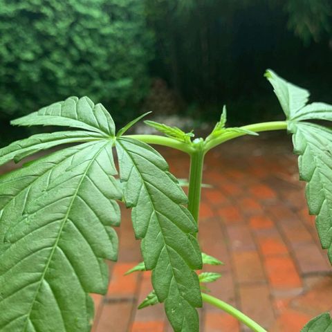 Power Flower growlog timeline photo