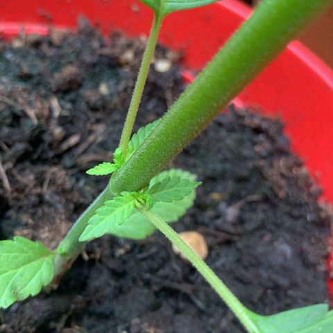 Power Flower growlog timeline photo