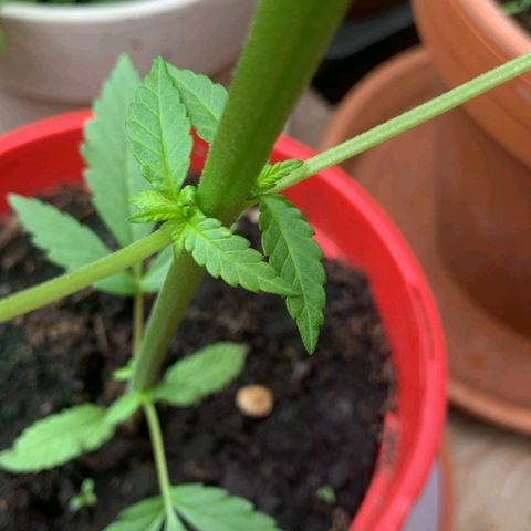 Power Flower growlog timeline photo