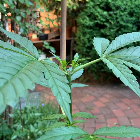 Power Flower growlog photo: Erste Ergebnisse des toppings