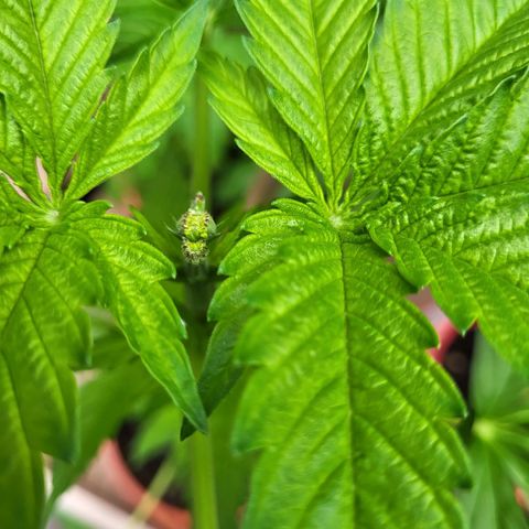 Kalini Asia growlog timeline photo
