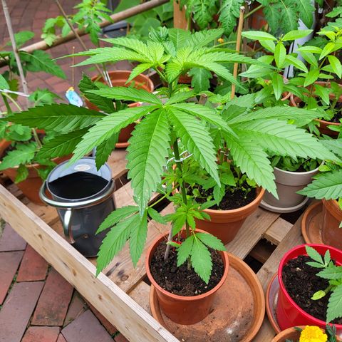 Kalini Asia growlog timeline photo