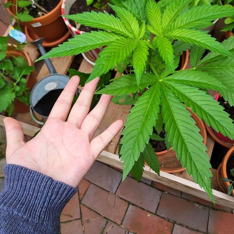 Kalini Asia growlog timeline photo