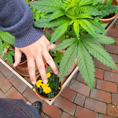 Power Flower growlog timeline photo
