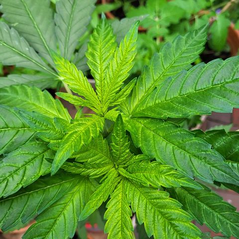 Power Flower growlog timeline photo