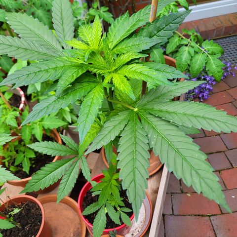 Power Flower growlog timeline photo