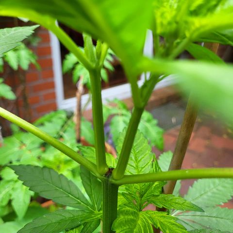 Power Flower growlog timeline photo