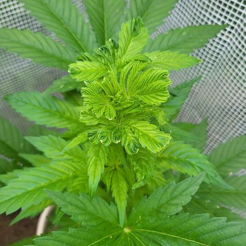 Kalini Asia growlog timeline photo