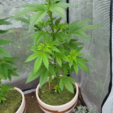 Kalini Asia growlog timeline photo