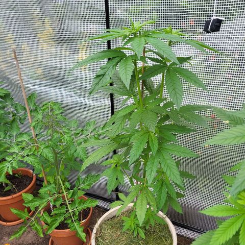 Power Flower growlog timeline photo