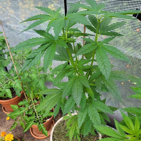 Power Flower growlog timeline photo