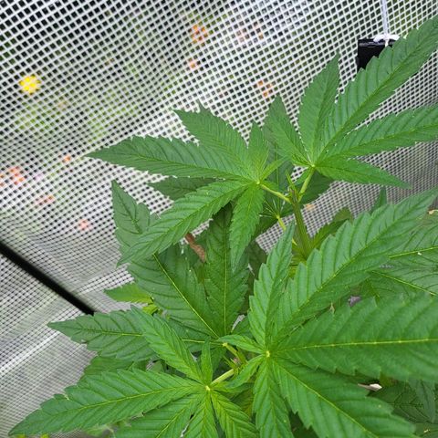 Power Flower growlog timeline photo