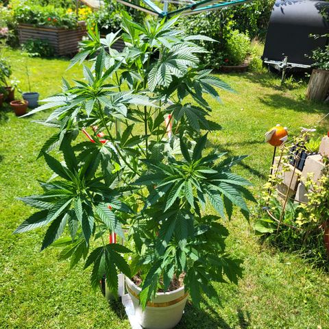 Kalini Asia growlog timeline photo