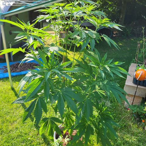 Kalini Asia growlog timeline photo
