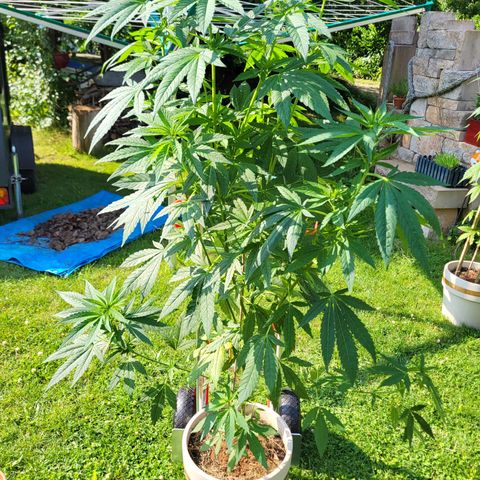 Power Flower growlog timeline photo