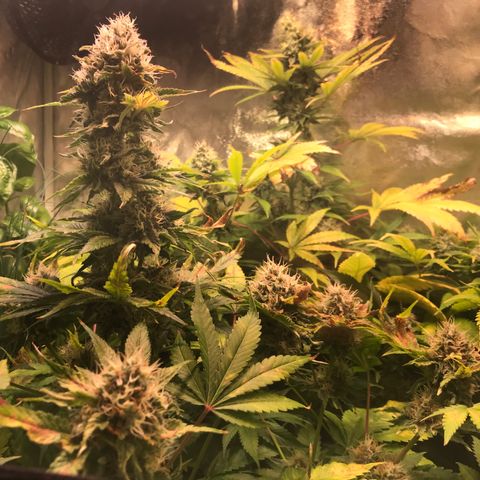 Helmi 🪖 growlog timeline photo