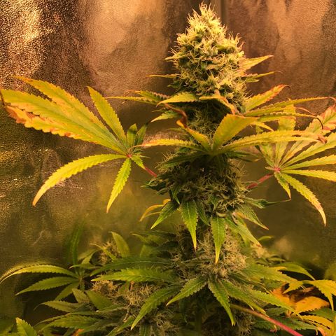 Helmi 🪖 growlog photo: HelmiHeadBud 🌳