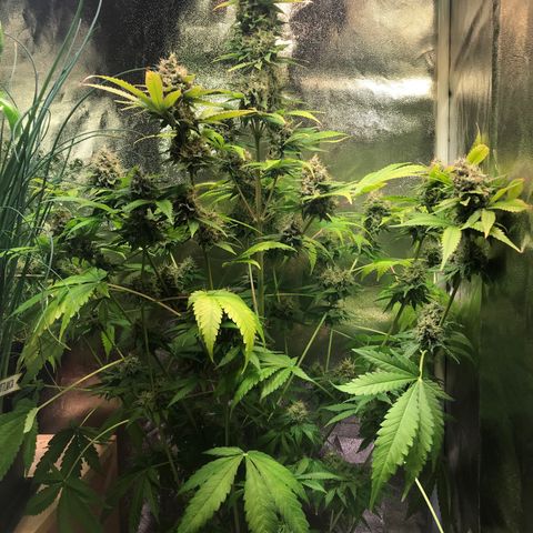 Helmi 🪖 growlog photo: Juicy 🤤