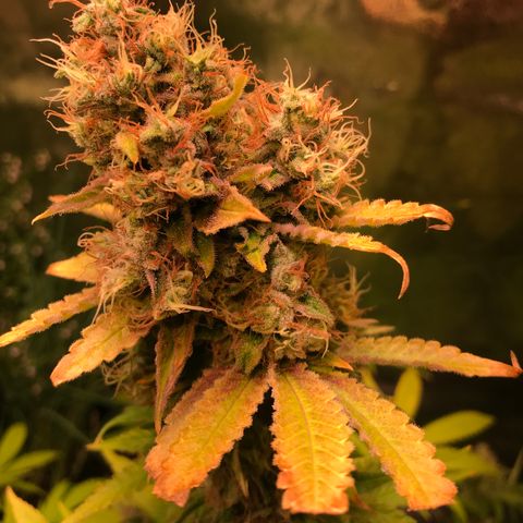 Helmi 🪖 growlog photo: Purple Colours :o
