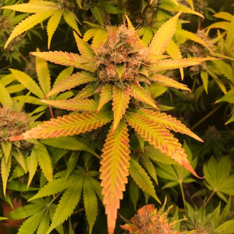Helmi 🪖 growlog photo: Purple Sugarleaves 😮