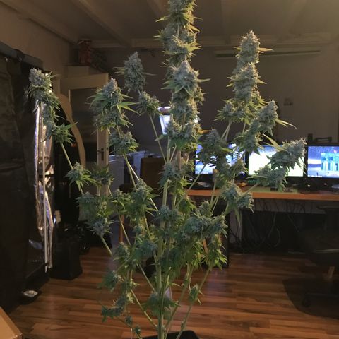 Helmi 🪖 growlog photo: ChopChop 😀