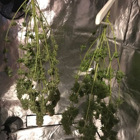Helmi 🪖 growlog photo: Drying