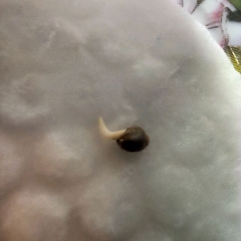 Auto Gagarin growlog photo: 9:30