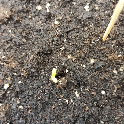Auto Gagarin growlog photo: 1 день жизни