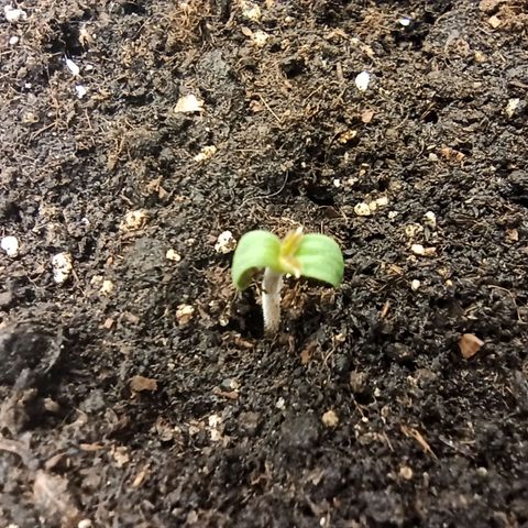Auto Gagarin growlog photo: 17:25 температура 27 влажность 32