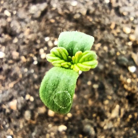 Auto Gagarin growlog photo: Пожелтения на краях листьев