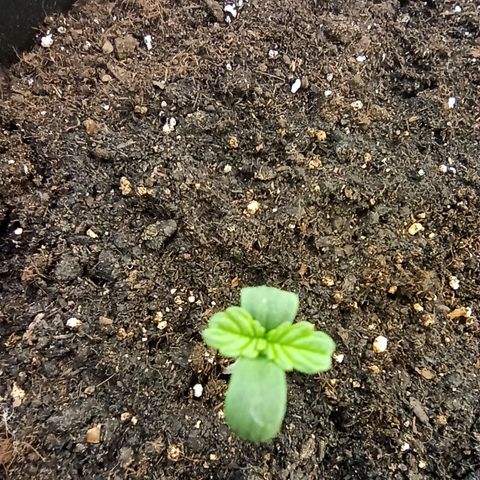 Auto Gagarin growlog timeline photo
